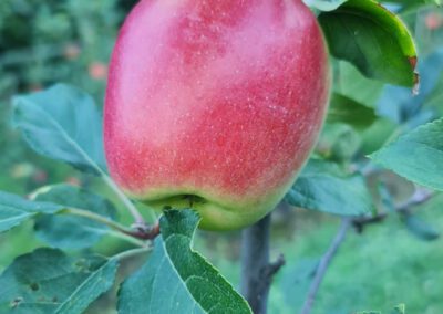 frische steirische Äpfel, Äpfel kaufen, Apfelbaum mit Äpfel vor der Ernte