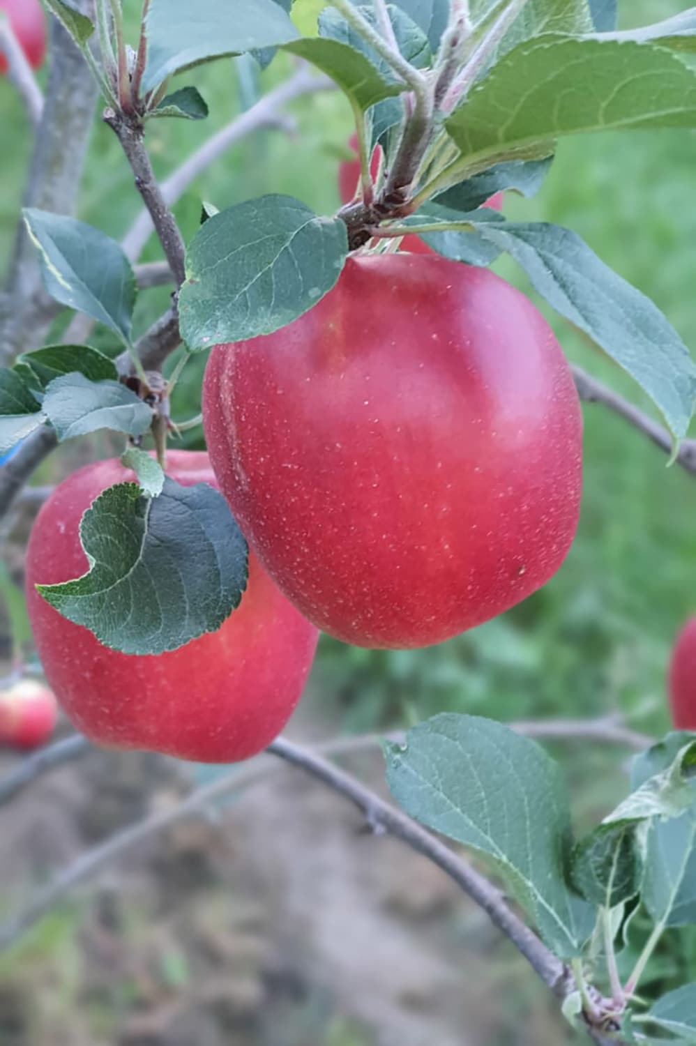 Apfelbaum mit Äpfel vor der Ernte, Produkte: steirische Äpfel, vor der Ernte
