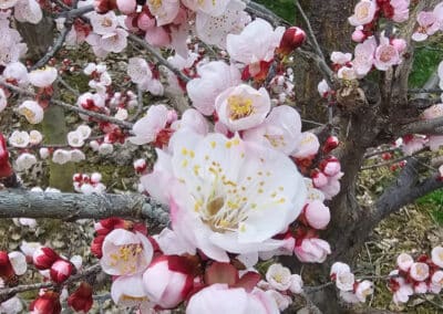 Marillenbaum in voller Blüte, Marillenblüte