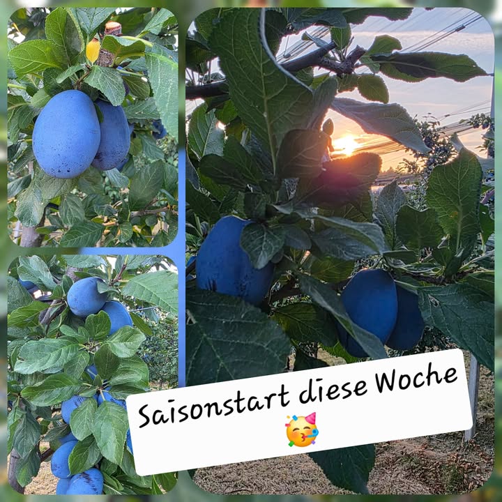 Obstbau Edelmann