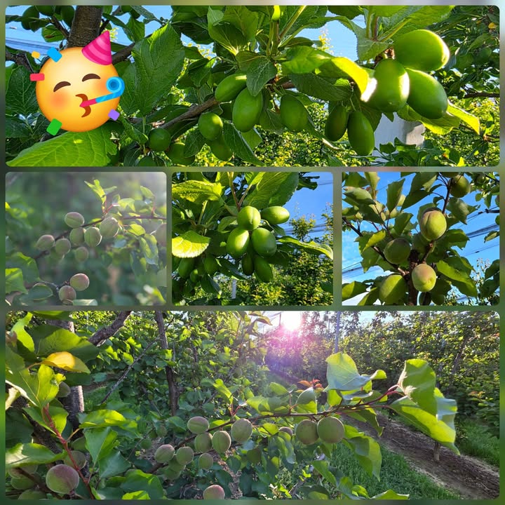 Obstbau Edelmann