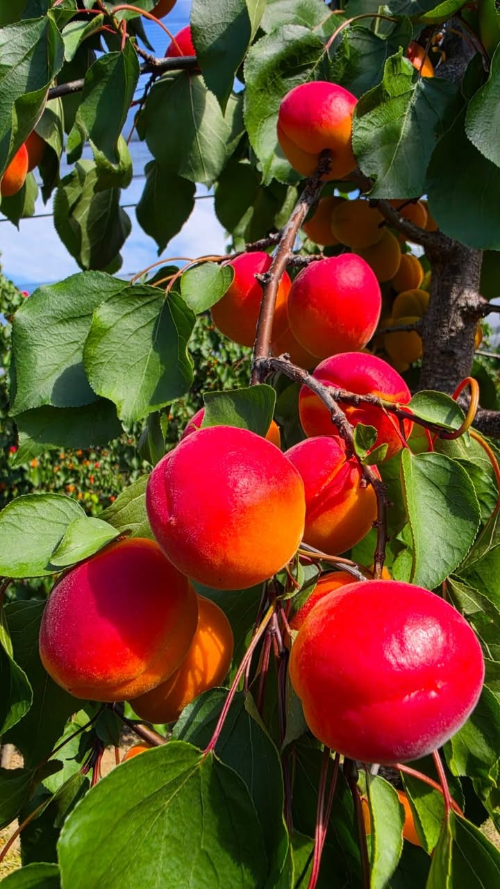 Obstbau Edelmann