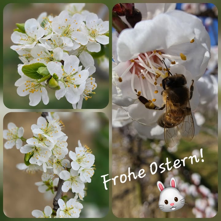 Obstbau Edelmann